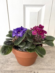 African Violet Terracotta from Aladdin's Floral in Idaho Falls